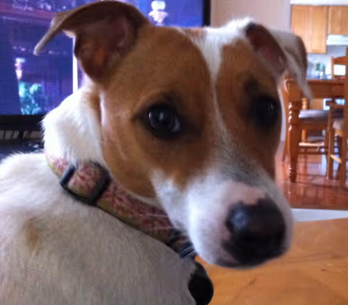 Item #5985210497355107417265215381210579199842884272282595265964883352836330487809 Media