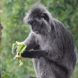 Monkey #3