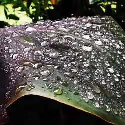 Raindrops