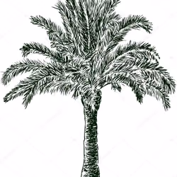 Palmy