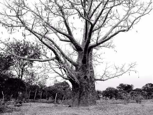 Item #79891436161549541429884862344900251113171213125295126698961100633969080139777 Media