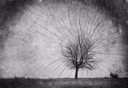 Item #40160686583094733528677484039903516258611509642019211679321071456170677370881 Media