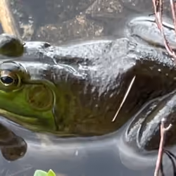 Kermit the Frog