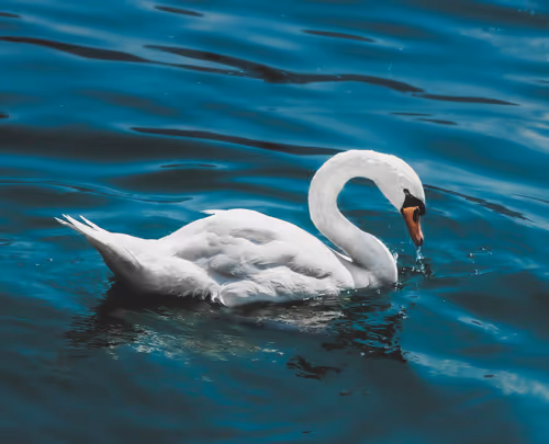 Item #12333759371985289416686528618250941787801478820548931806244366489934740062209 Media