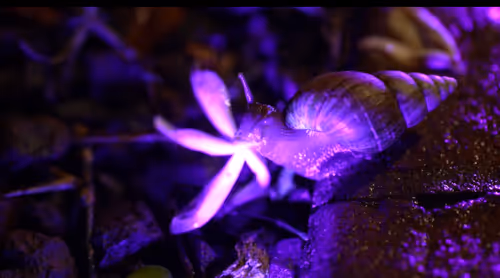 Item #19717472655541438358875111876949792254809295352552867053113992704456266874881 Media