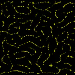 51929734946411346289540790635765095060363125039145709683616697167252822163457