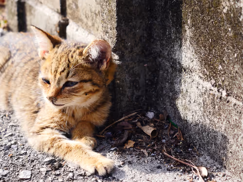 Item #55455677318123595031509472603724202920888355633279889545160944715015986872321 Media