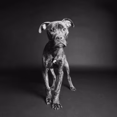 Shelter Dogs by Butch McCartney