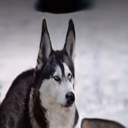 55525875118330994482032925216761404736570211771565447267945268426793050701825