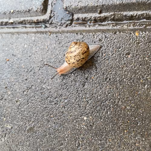 Little Snail