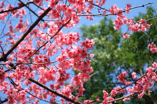 Item #105322358618701185533743754469895824107639028648078310589264470308060829581313 Media