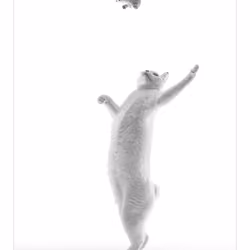 Teto the white cat "Chasing #5 "