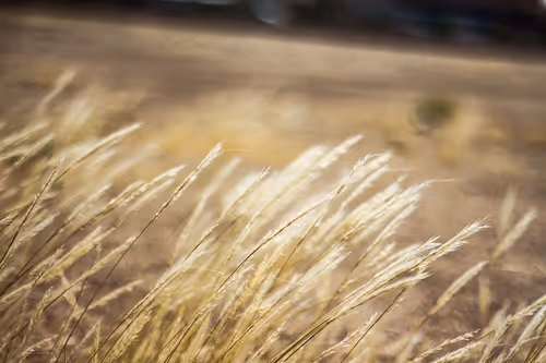 Item #38099945503188695896064817821554960992408065917251143899537318080688439689217 Media