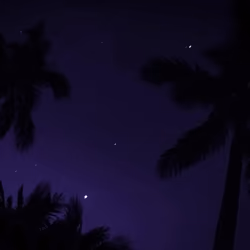 A Palm Tree's Tale #23