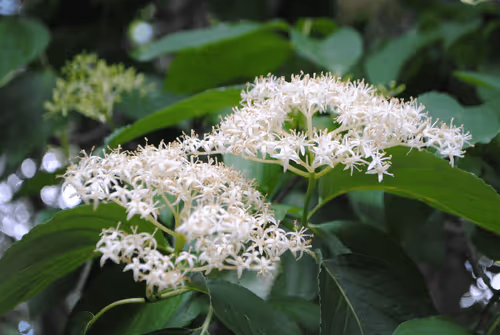 Item #40090172695085413256965535555586358742660933280315103792741764898759439810561 Media