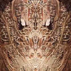 forest spirit #7