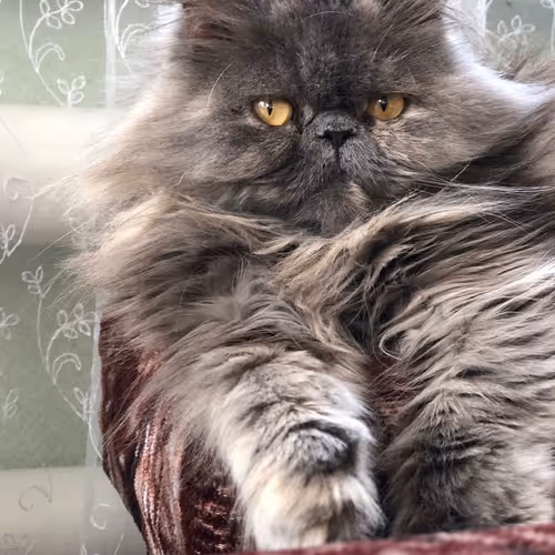 Untitled Collection #46432374