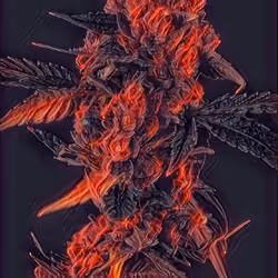 FLAME'S FLOWERS