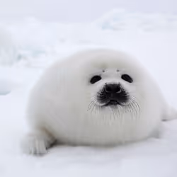 seal