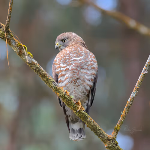 Item #76723362783280478533997952640177478162370392864243199552253501742594236874753 Media