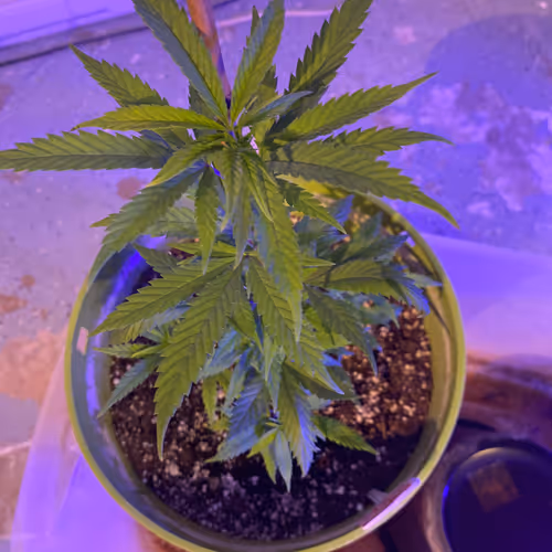Growingpainandlove