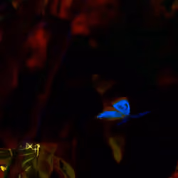 Alien Butterflies