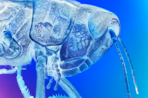 Item #34706450278162979318667539787965118364630649928530058686286775302205955112961 Media