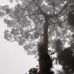 Trishul 🔱 Tree