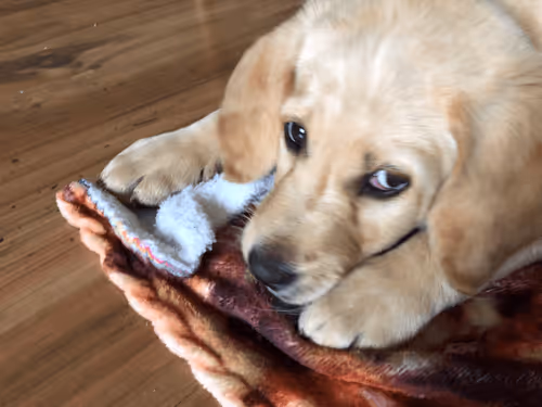 Hazel NFT Collection