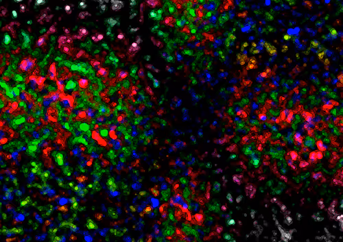 Item #15788716269792817091517444034975324371579435356184901086933549734067424985089 Media