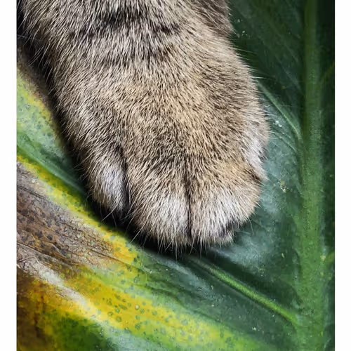 Ithinkyoushouldpaws