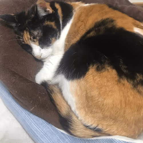 yu- Collection - old