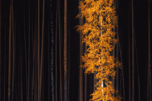 Item #4957194782878425524435841339739602909464041924786151306277751039372438798337 Media