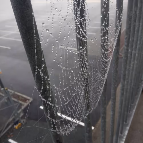 Spider Web Heaven