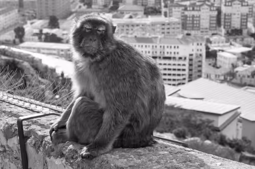 Item #37718881441179036120726966072961310746686791520690982008869122797517041303553 Media