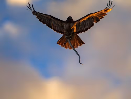 Item #112637204327845919666552565254926487665706650630918372060770064632656234020865 Media