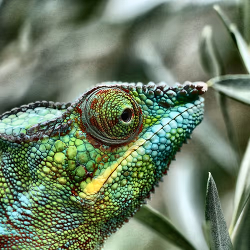 Cool Geckos