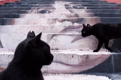 Item #45698053960438807051727633621105073210005053048443120307747772249025403682817 Media