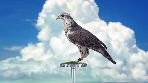 Item #5362693153686757663037229957776630052012240176014263673100968360795317469185 Media