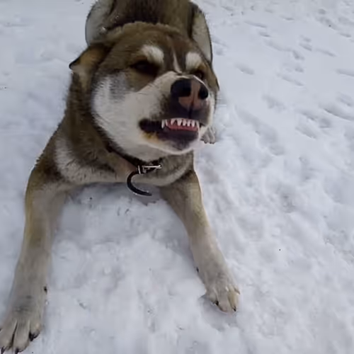 pviktor28 Collection