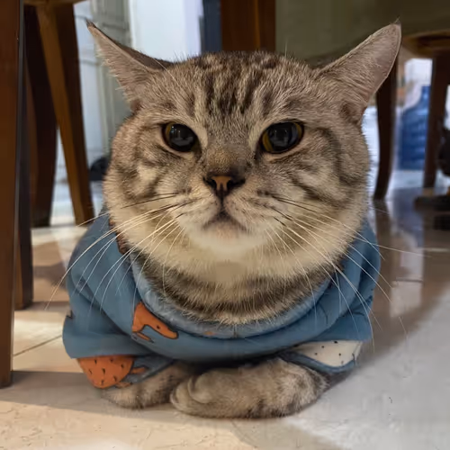 Bufficat