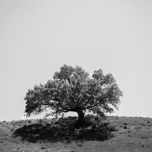 save Alon Oak trees in the Middle east