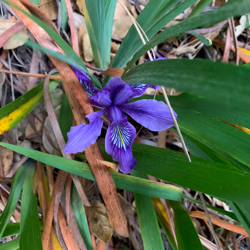 Item #81393590591900820048764161252744971355919767669927954307435201795891352567809 Media