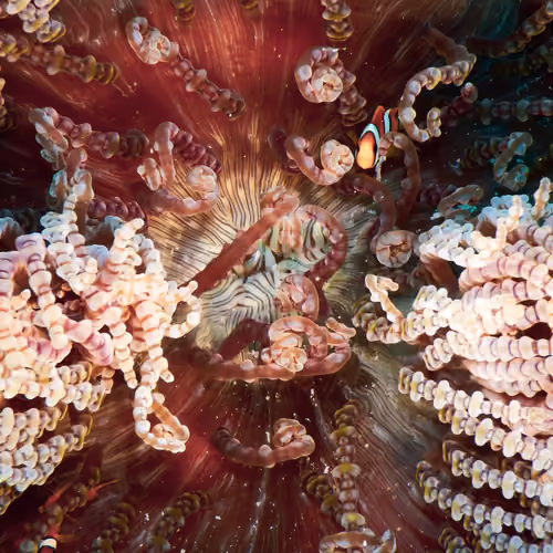 Anemone