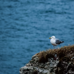 The seagull