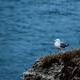 The seagull