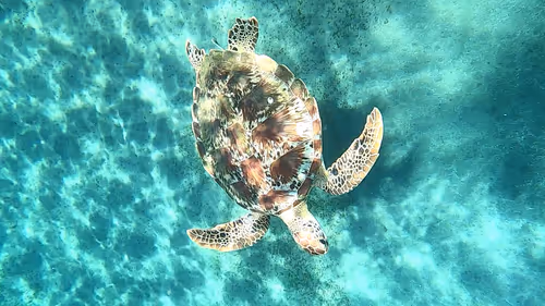 Item #57636846716625674083637003599082399011400728335992986804098864712087412670465 Media