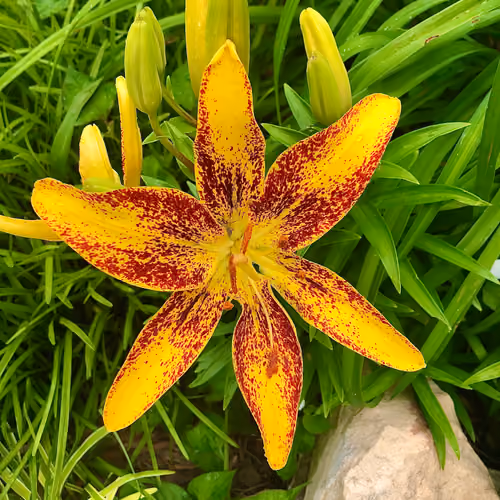 Lilly 1 