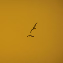 Fly