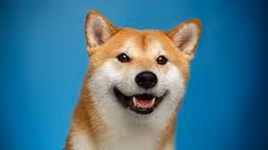 Sneaky Doge